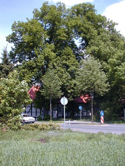 Bild 1 von 5 Linden an der alten Kapelle im Ortsteil Lippling
